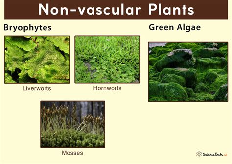 nonvascular definition